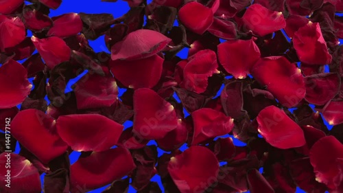 Background from petals of red roses. The fading petals of a red rose are blown away by the wind. A blue background is exposed. Blue background for keying. Slow motion 240 fps.