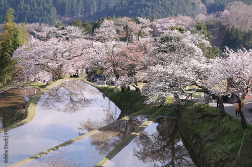 三多気の桜