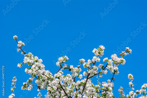 Photo of flowering branch of apple tree in spring against the blue sky. Shallow depth of field
