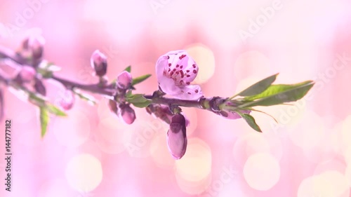 Beautiful Spring Apricot tree flowers blossom timelapse on a pink flickering background. High speed camera shot. Full HD 1080p. Timelapse 