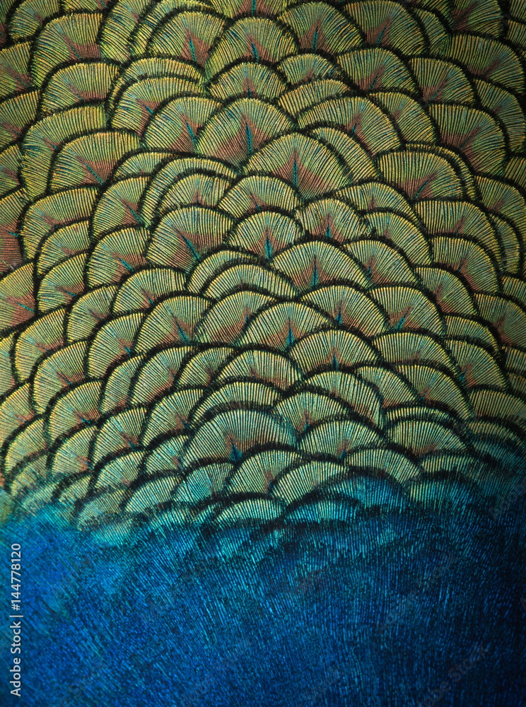 Naklejka premium Indian peacock feathers background and texture.