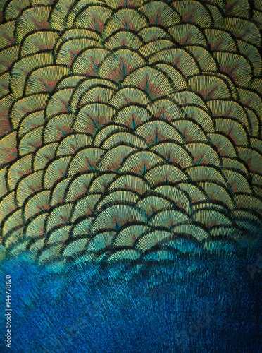 Indian peacock feathers background and texture.