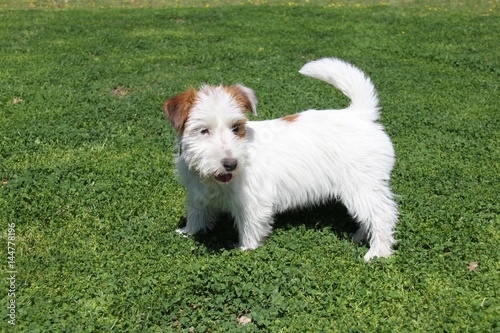 Jack Rusell Terrier photo