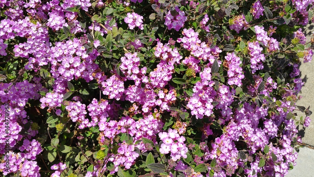 purple flower bush