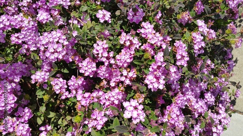 purple flower bush