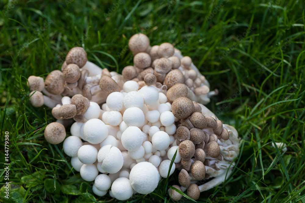 Pilze Pilze