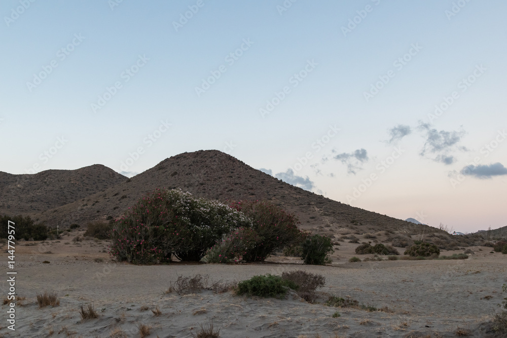 flowering bush on a desert