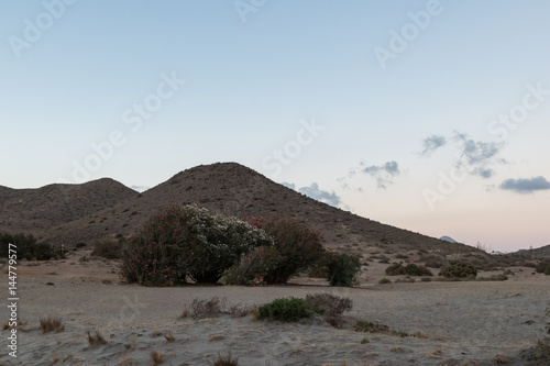 flowering bush on a desert