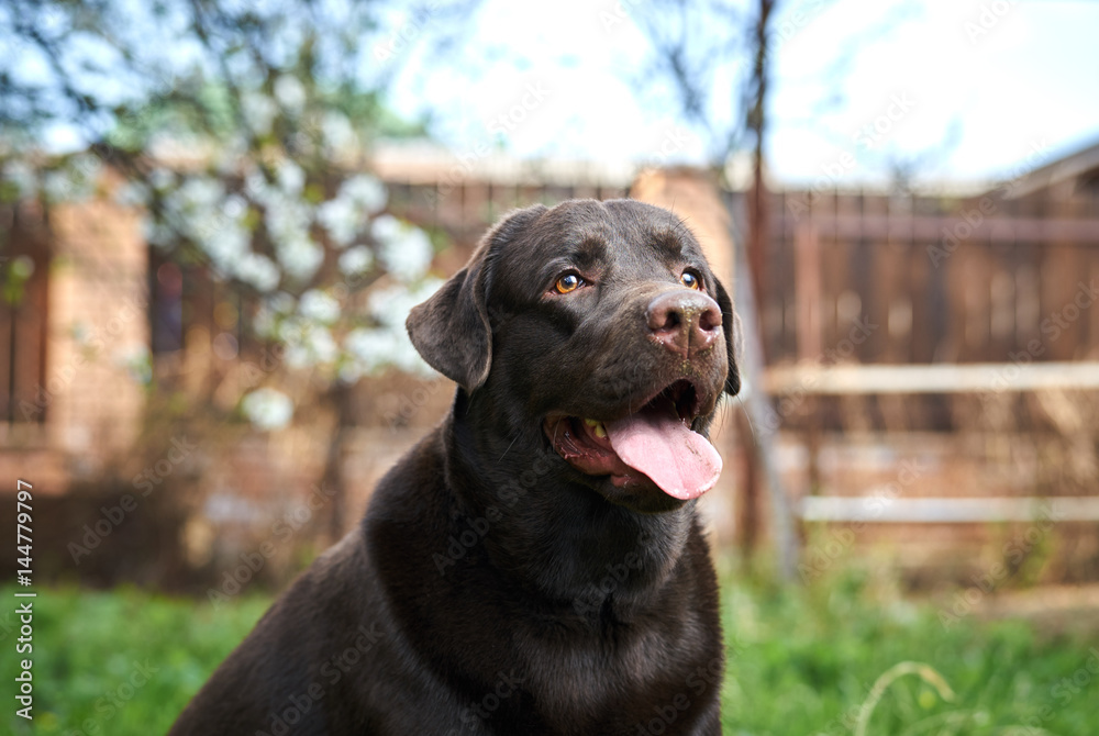 the dog poked his tongue out in the open air with his mouth open