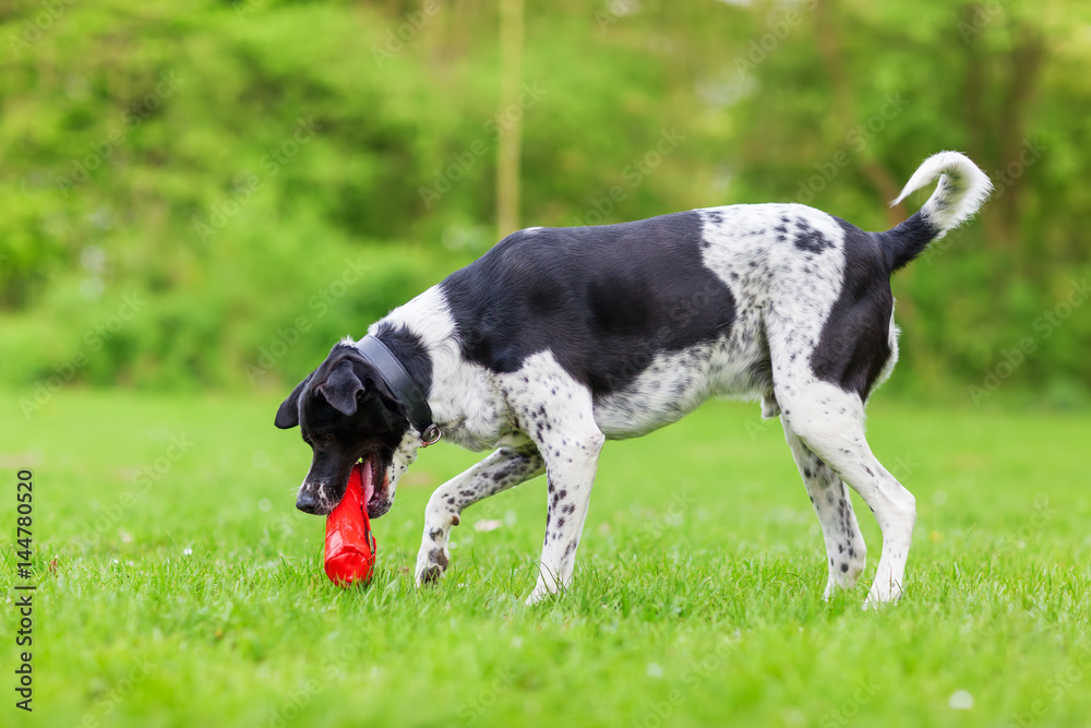 mixed breed dog with a toy in the snout