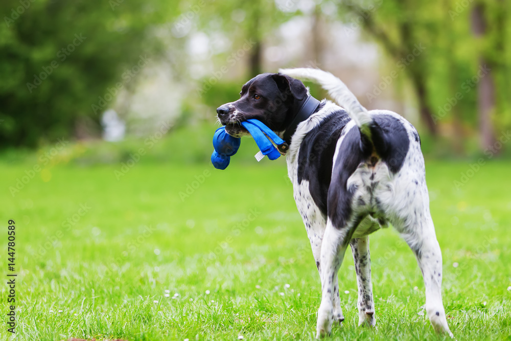 mixed breed dog with a toy in the snout mixed breed dog with a toy in the snout