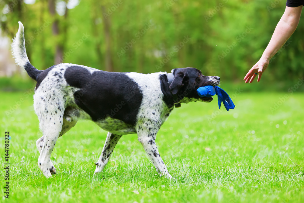mixed breed dog with a toy in the snout mixed breed dog with a toy in the snout
