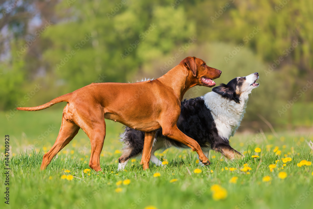 Rhodesian ridgeback and Border Collie outdoors
