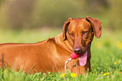 head portrait of a Rhodesian ridgeback