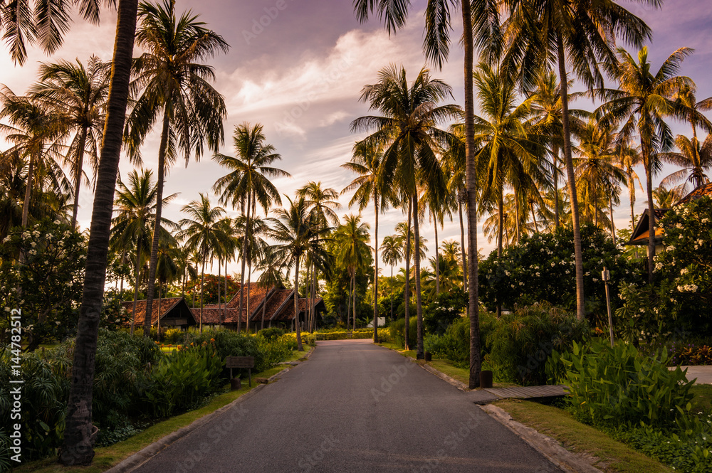 Road Path along with Palm Tree with Twilight background