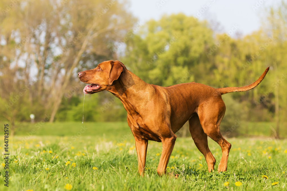 portrait of a Rhodesian ridgeback in the meadow portrait of a Rhodesian ridgeback in the meadow