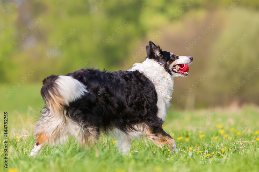 Border Collie with a toy walking in the meadow