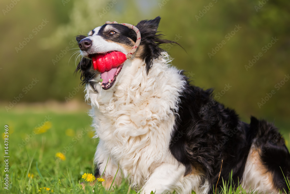Border Collie with a toy in the snout Border Collie with a toy in the snout