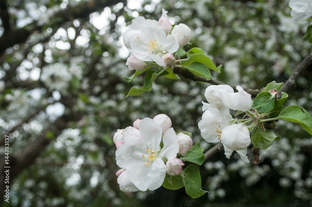 Fototapeta premium fleurs de pommier au printemps 