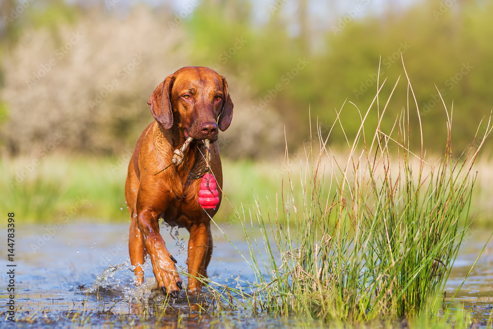 Rhodesian Ridgeback playing with a toy Rhodesian Ridgeback playing with a toy