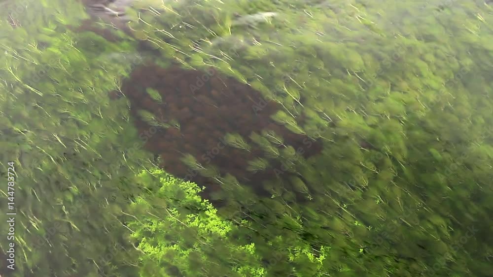 Algas de rio aleteando ondulantes suavemente dentro del agua