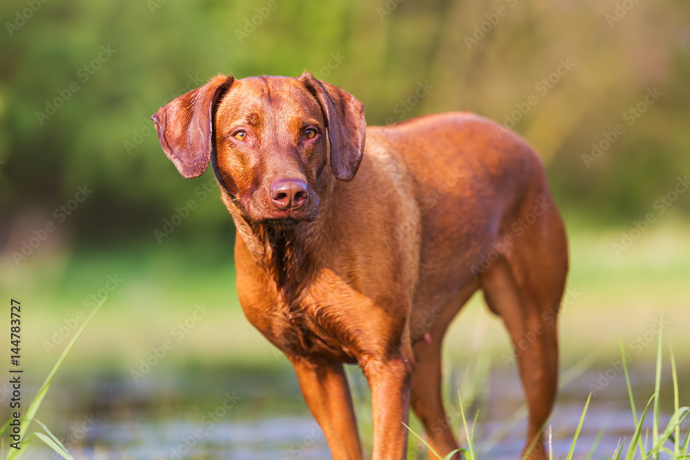portrait of a Rhodesian Ridgeback at a pond portrait of a Rhodesian Ridgeback at a pond