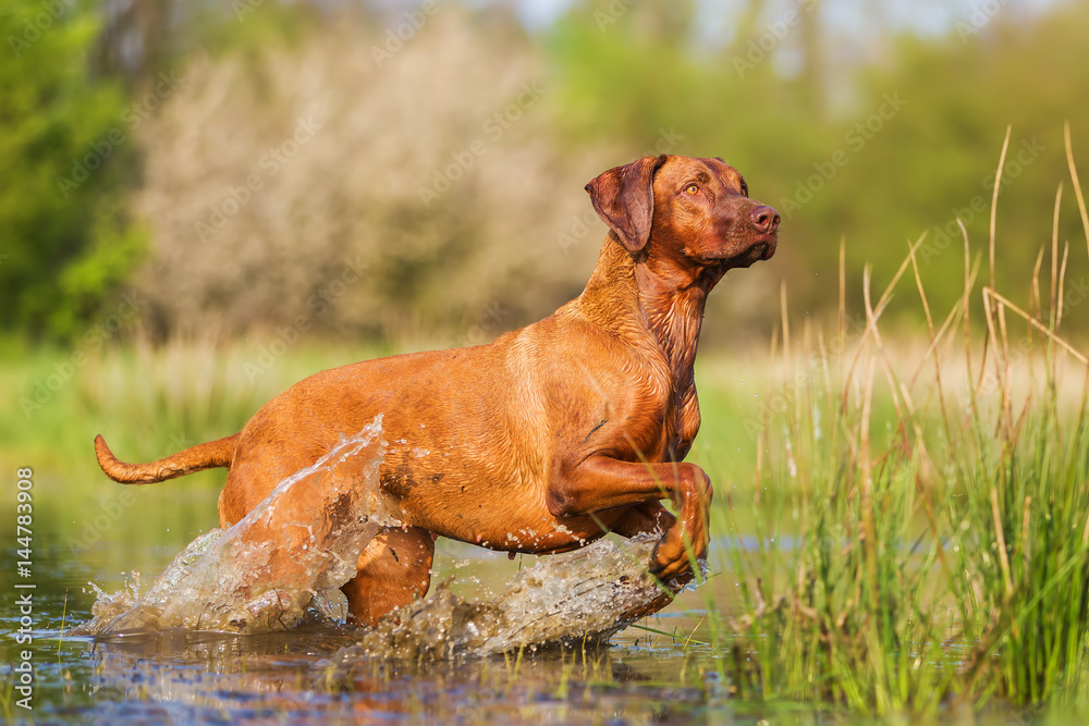Rhodesian ridgeback running through the water Rhodesian ridgeback running through the water
