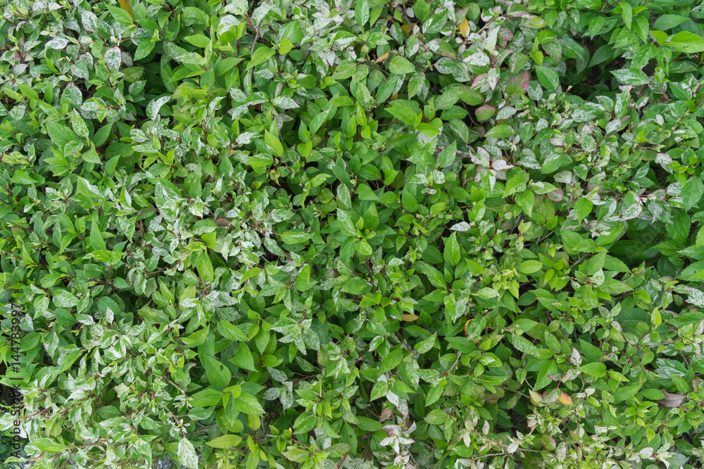 Green leaves of chaba background, selective focus Green leaves of chaba background, selective focus