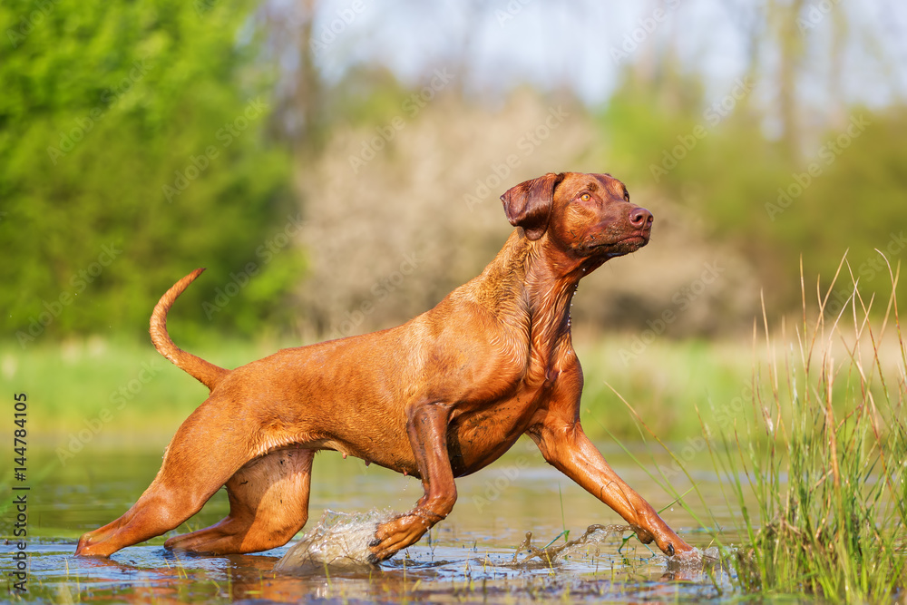 Rhodesian ridgeback running through the water Rhodesian ridgeback running through the water