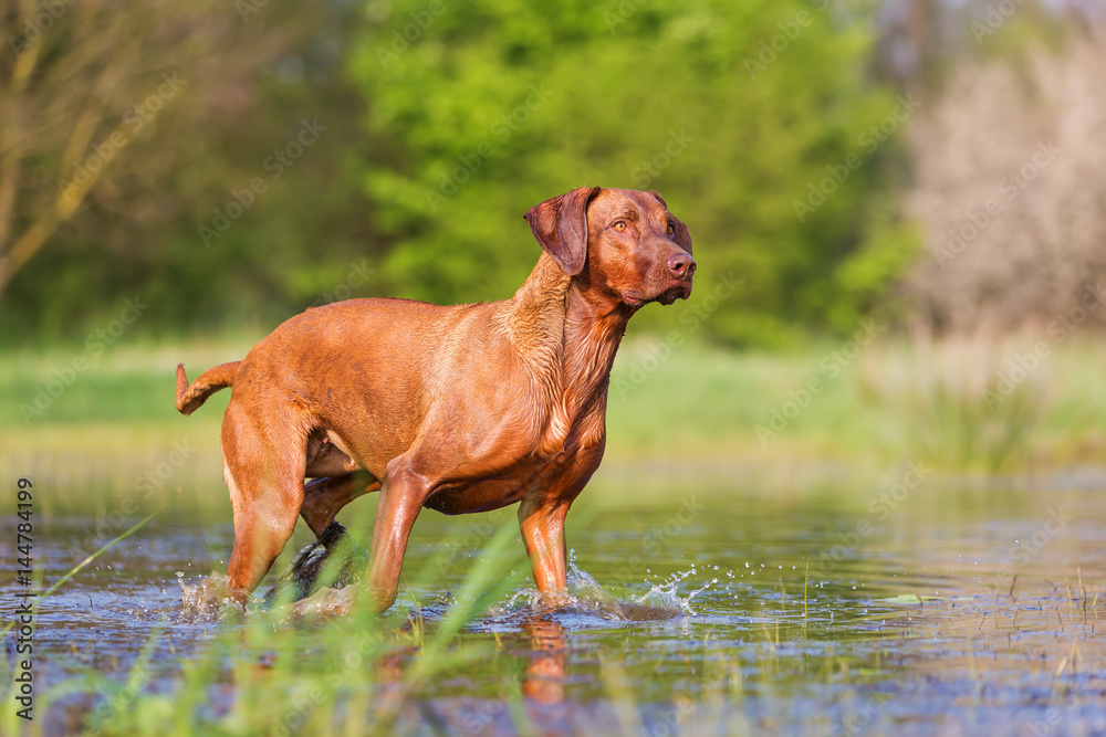 portrait of a Rhodesian Ridgeback at a pond portrait of a Rhodesian Ridgeback at a pond