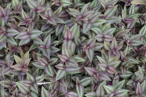 Purple leaves of tradescantia zebrina background