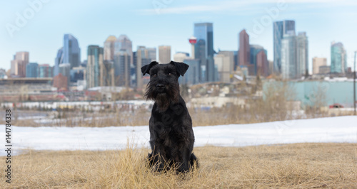 Adorable black schnauzer banner with city scape behind photo