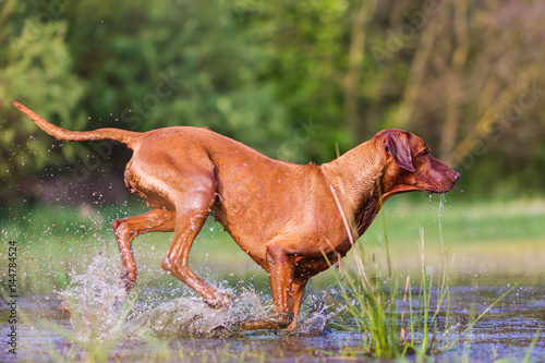 Rhodesian ridgeback running through the water