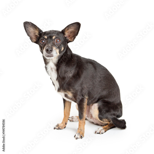 Black and Tan Chihuahua Dog Sitting on White