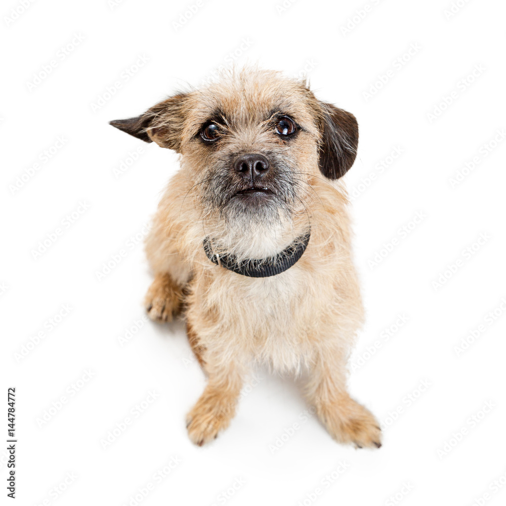 Border Terrier Dog Sitting Looking Up Border Terrier Dog Sitting Looking Up