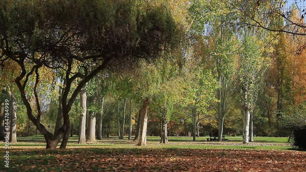 Actividad de mañana en parque publico otoñal de la ciudad con
personas haciendo ejercicio y deporte a pie y en bicicleta