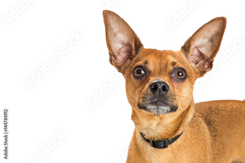 Close-up Brown Chihuahua Dog © adogslifephoto