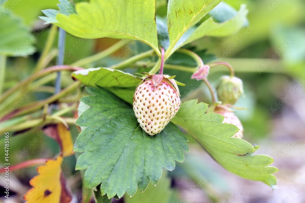 Fraises cultivées pour l'auto-cueillette - Macro Fraises cultivées pour l'auto-cueillette - Macro