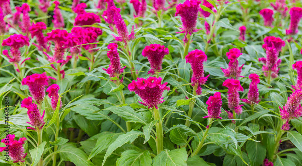 Purple beautiful flower in garden public blurred focus