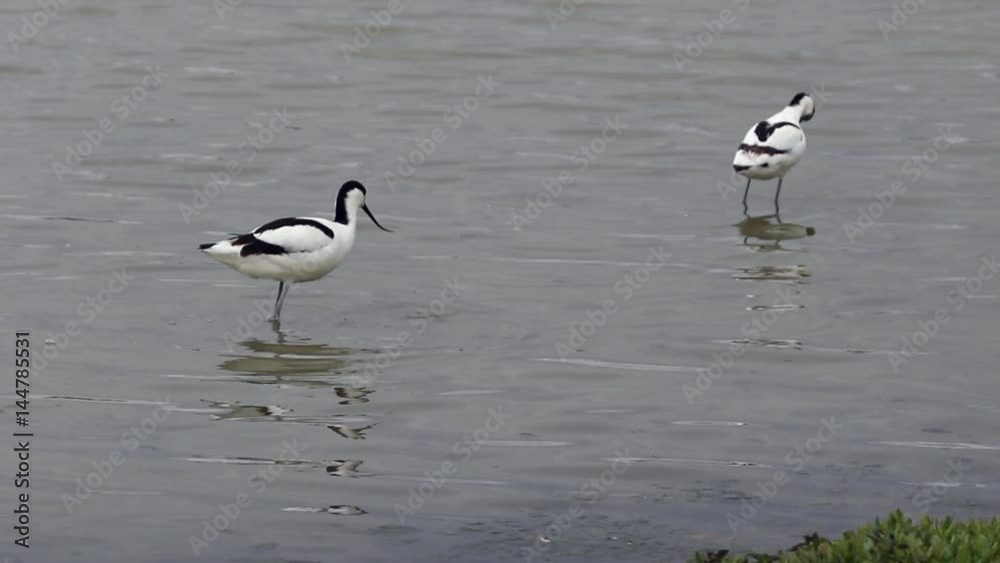 Pied avocet (Recurvirostra avosetta) wading in a lake feeding. Pied avocet (Recurvirostra avosetta) wading in a lake feeding.