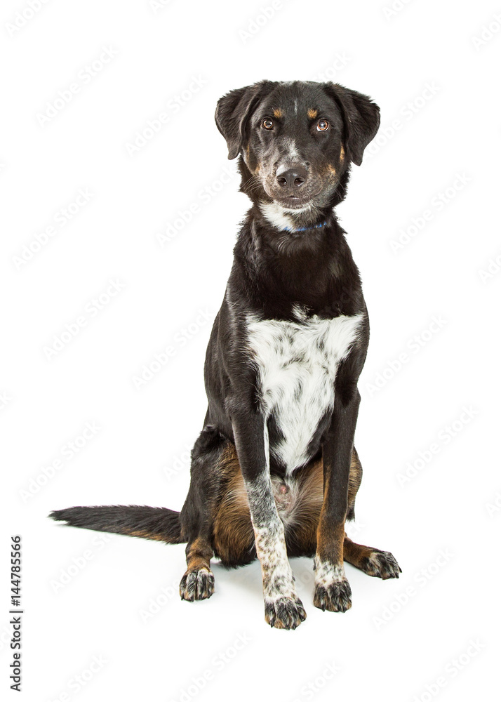 Cute Crossbreed Black and Tan Hound Dog