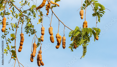 The tamarind on tree on sky background