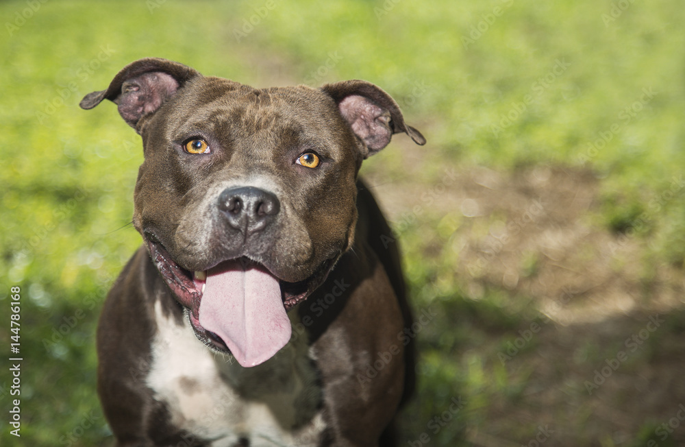 Pittie Smile