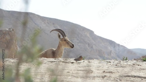 Capra ibex nubiana in Israeli desert photo