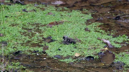 Coal tit (Periparus ater) bathing in a pond. Forest of Dean. photo