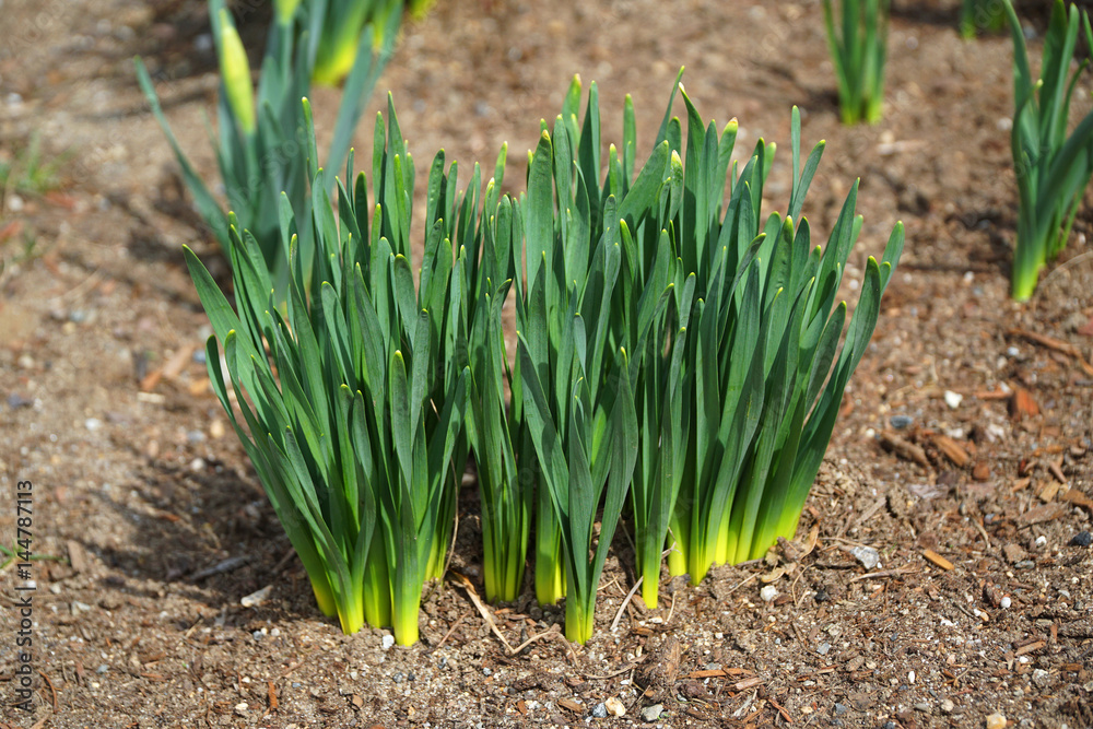 narcissus sprout with fresh green leaves in early spring narcissus sprout with fresh green leaves in early spring