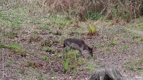 Melanistic fallow deer (Dama dama) feeding in the Forest of Dean. RSPB Nagshead. photo