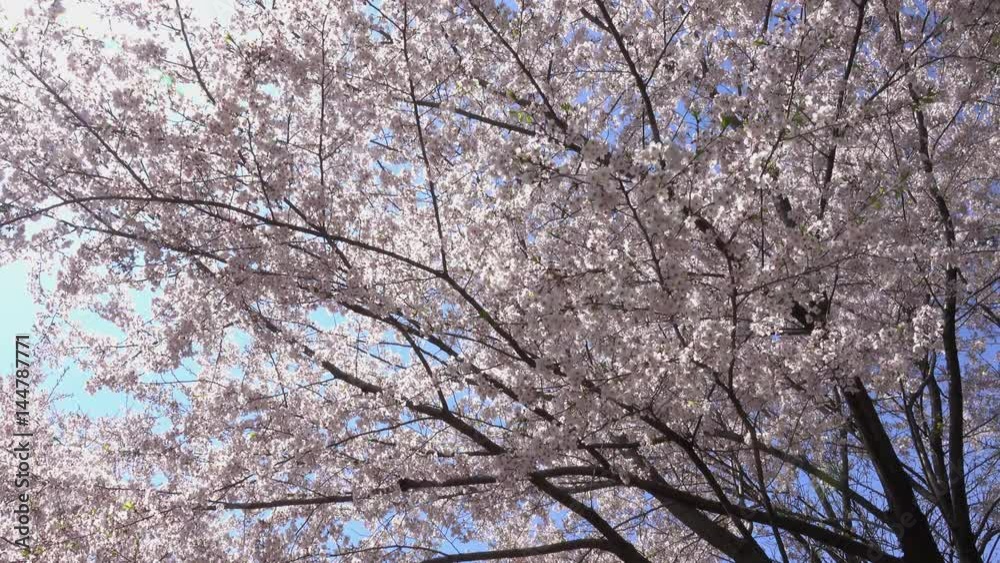 4K・桜の木々と散る花_4-312 4K・桜の木々と散る花_4-312