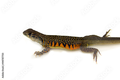Image of Butterfly Agama Lizard (Leiolepis Cuvier) on white background. Reptile Animal