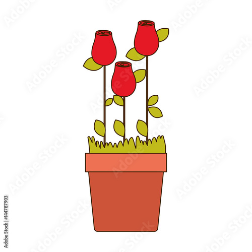 colorful rosebuds planted with leaves in flowerpot vector illustration